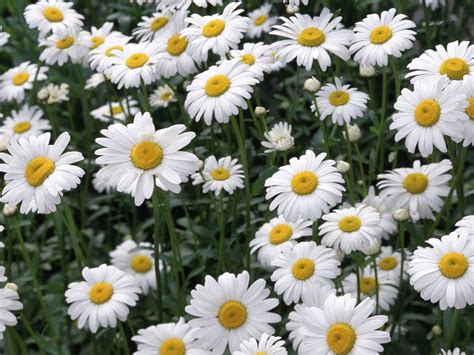 Beautiful White Daisy Flowers Wallpaper | Urban Art Wallpaper