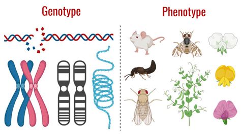 Genotype vs. Phenotype: Major Differences Between the Two