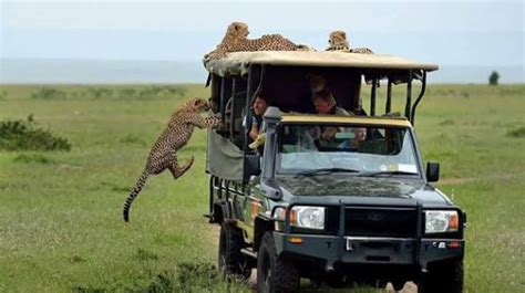 Game Drives in Masai Mara National Reserve | Masai Mara Safari