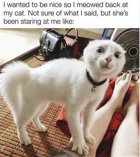 "W-What?" : r/FunnyAnimals