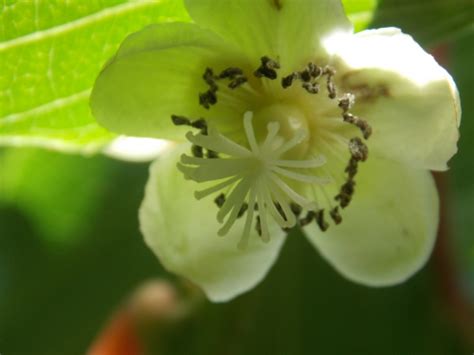 Kiwi Fruit Flower