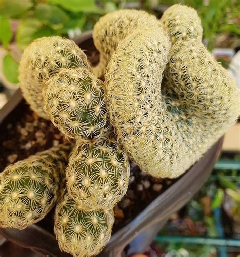 The Brain Cactus - Mammillaria Elongata 'Cristata' | Succulent City