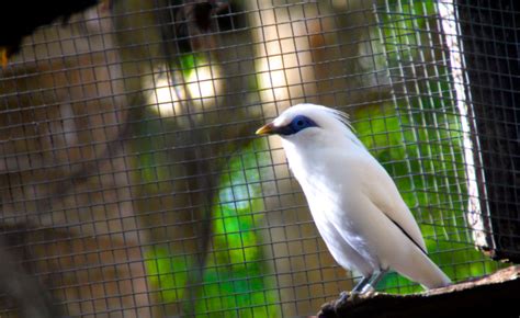 Burung Jalak Bali Ciri, Harga, Makanan dan Hingga Perawatan Hariannya ...