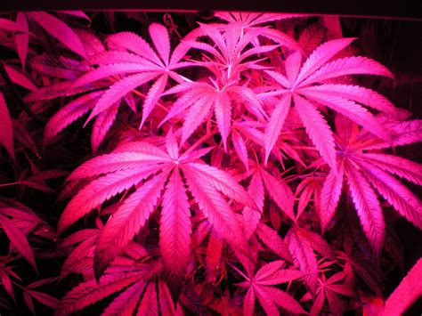 🔥 Free Download Pink Weed Leaf Wallpaper Medical Cannabis gro5 Jpg by ...