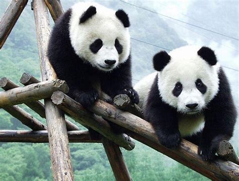 Tickets & Tours - Chengdu Research Base of Giant Panda Breeding ...