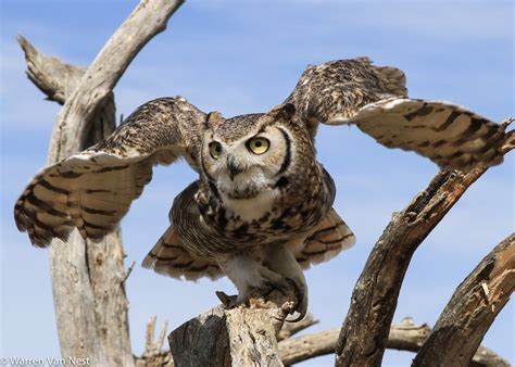 Touch the wind...: Great Horned Owl