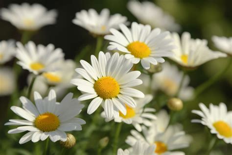 Daisy Flower Meaning, Symbolism & Spiritual Significance - Foliage ...