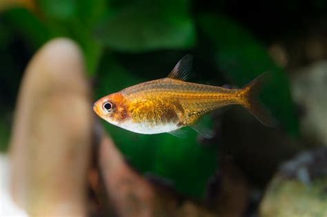 Ember Tetra 101: Care, Size, Breeding, Lifespan, & More