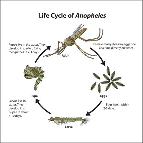 Anopheles Mosquito