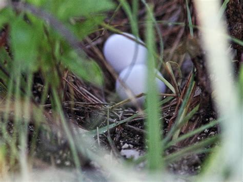 Common Ground-Dove nest 20140822 | Quiet morning on the loca… | Flickr