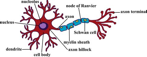 Neuron Communication Diagram