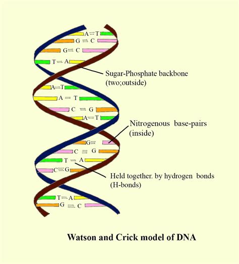 The primary building blocks of DNA areA)Nitrogenous base, phosphorus ...