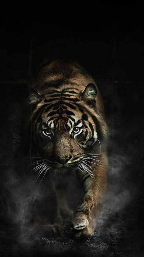 Angry Tiger, HD phone wallpaper | Peakpx