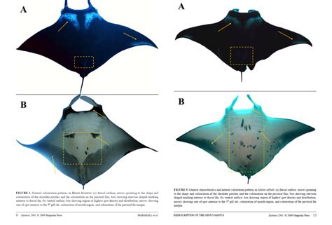 Cívico proporción Sedante manta ray classification silencio para donar ...