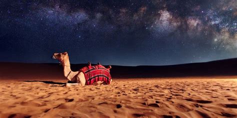 Where can I ride a camel in Dubai? - Dubai Travel Planner