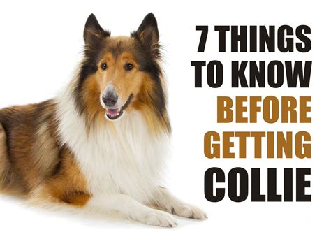 What You Should Know Before Bringing Home a Collie Puppy