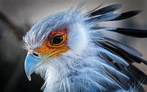 Secretarybird – Snake Hunter | DinoAnimals.com