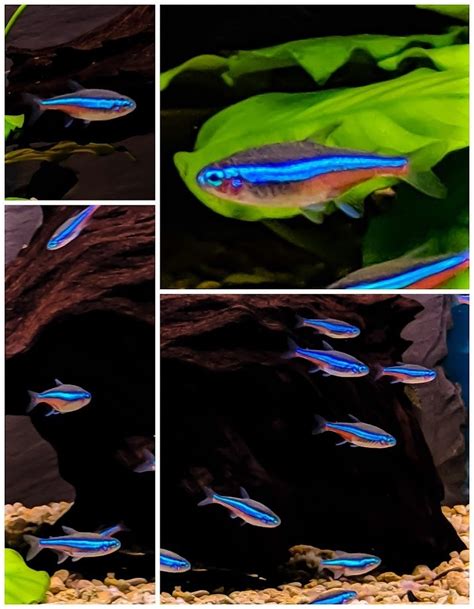 Green Neon Tetra - SWEET KNOWLE AQUATICS ONLINE SHOP