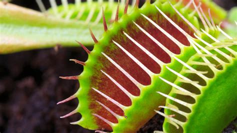 14 Captivating Facts About Carnivorous Plants | Mental Floss