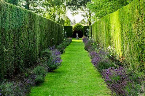 How To Make A Lavender Hedge: Helpful Tips And Benefits