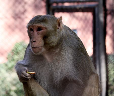 Portrait Of An Adult Rhesus Macaque Stock Photo - Download Image Now ...