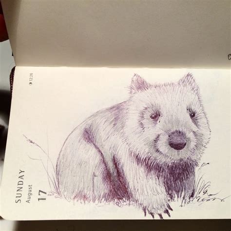 Wombat Sketch at PaintingValley.com | Explore collection of Wombat Sketch