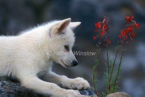 White Wolf : Charming Photos Of Arctic Wolf Pups With Red Flowers