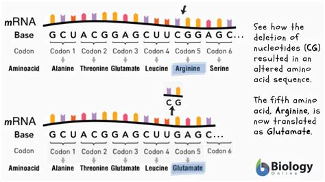 Frameshift mutation - Definition and Examples - Biology Online Dictionary