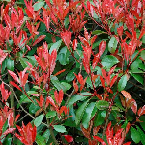 REd Tip Photinia - Google Search | Arbustos de hoja perenne, Arbustos ...