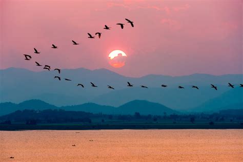 Why birds migrate so far and how you can help them | The Optimist Daily