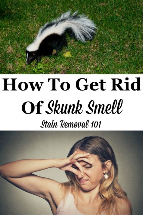 How To Get Rid Of Skunk Smell: Home Remedies, Recipes & Products To Use