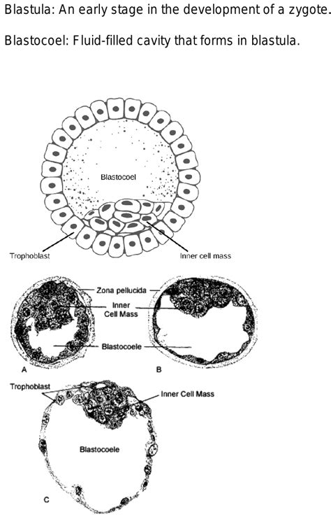 blastocoel and blastula are what?