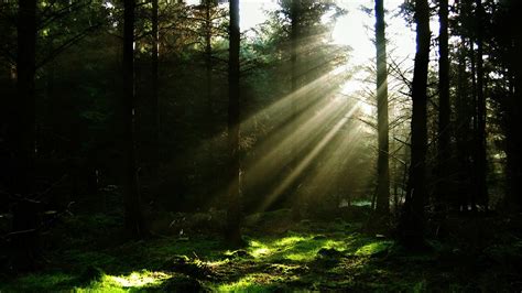 Forest Sun Rays wallpaper | nature and landscape | Wallpaper Better