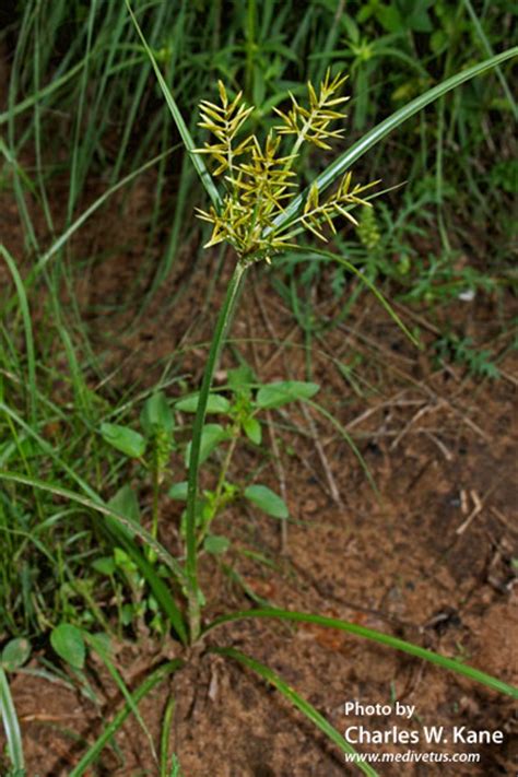 Cyperus esculentus var. leptostachyus | Yellow nutsedge | Edible Uses ...