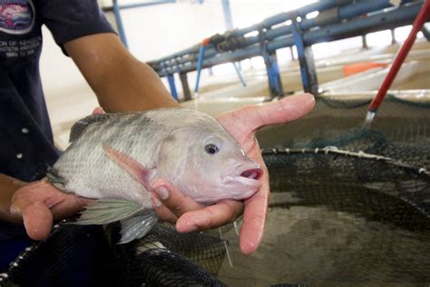 Tilapia Farming in South Africa