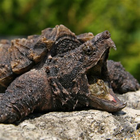 Alligator Snapping Turtle Shell