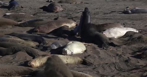 Elefantes marinos peleando en la colonia de Piedras Blancas en San ...