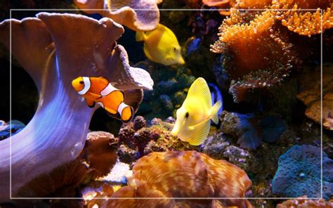 10 Clownfish Tank Mates - List of Compatible Species