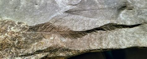 Is this a plumalina? - Fossil ID - The Fossil Forum