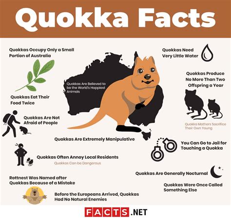 Top 15 Quokka Facts - Diet, Habitat, Survival & More | Facts.net