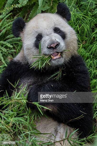 3,542 Giant Panda Habitat Stock Photos, High-Res Pictures, and Images ...