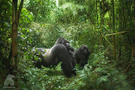 Guhonda, The Largest Mountain Gorilla In The World, Rwanda | Karim ...