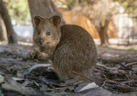 Baby quokka Photograph by Martin Capek - Fine Art America