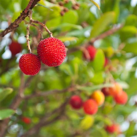 Arbutus 'Marina' - Plants | Western Star Nurseries