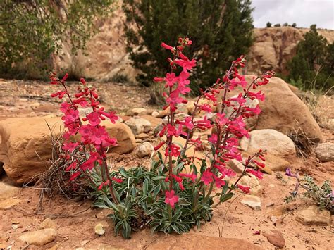 Red And Orange Texas Wildflowers | Best Flower Site