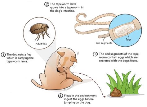 Tapeworm Infection In Dogs | VCA Animal Hospitals