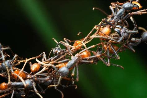 2-A "living bridge" built by army ants (Eciton burcellii). Photo by ...