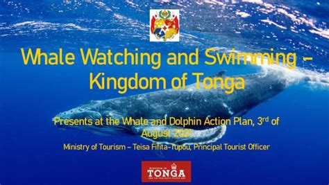 Whale watching and swimming - Kingdom of Tonga