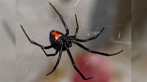 Black widow spiders: Facts about this infamous group of arachnids ...