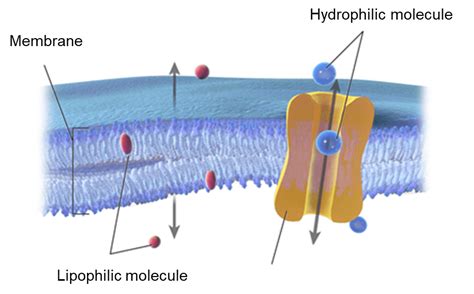 Drug Lipophilicity and Absorption: A Continuous Challenge toward the ...